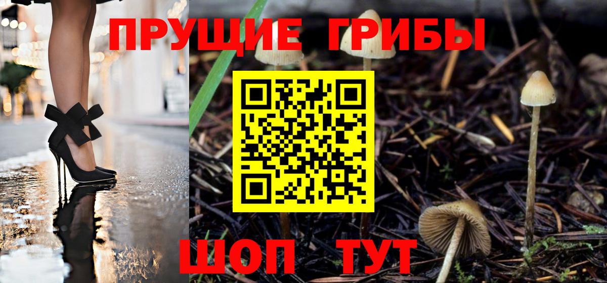 Губкинский  Галлюциногенные грибы Psilocybine cubensis  Вход с VPN 
